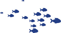 shoal-of-fish